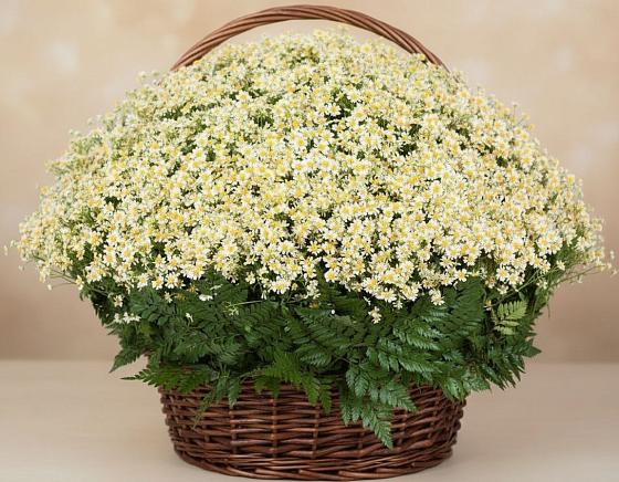 Цветочная композиция из Ромашки в корзине в Одинцово